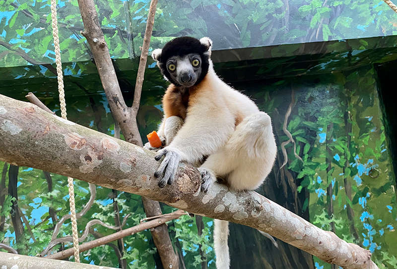 Kronensifaka Jao ist Ende September im Zoo Heidelberg eingezogen. (Foto: Zoo Heidelberg)