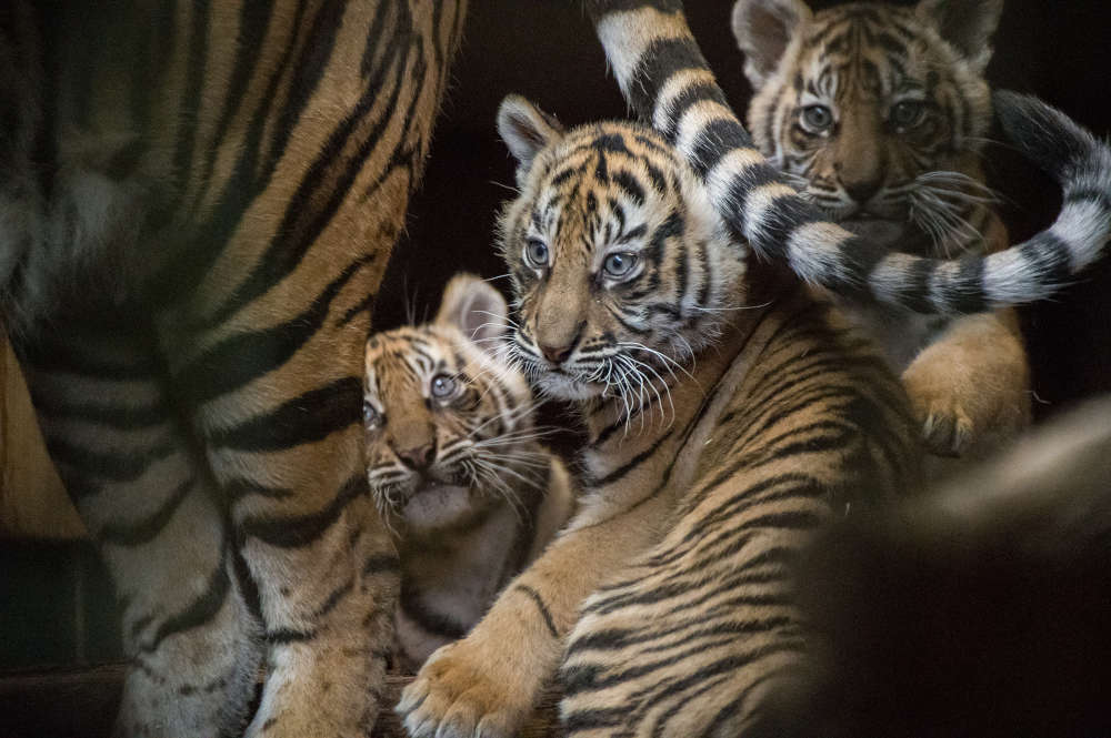 Rückblick: Noch im Mai waren die jungen deutlich kleiner und wurden von Mutter Karis nicht aus den Augen gelassen. (Foto: Susi Fischer/Zoo Heidelberg)