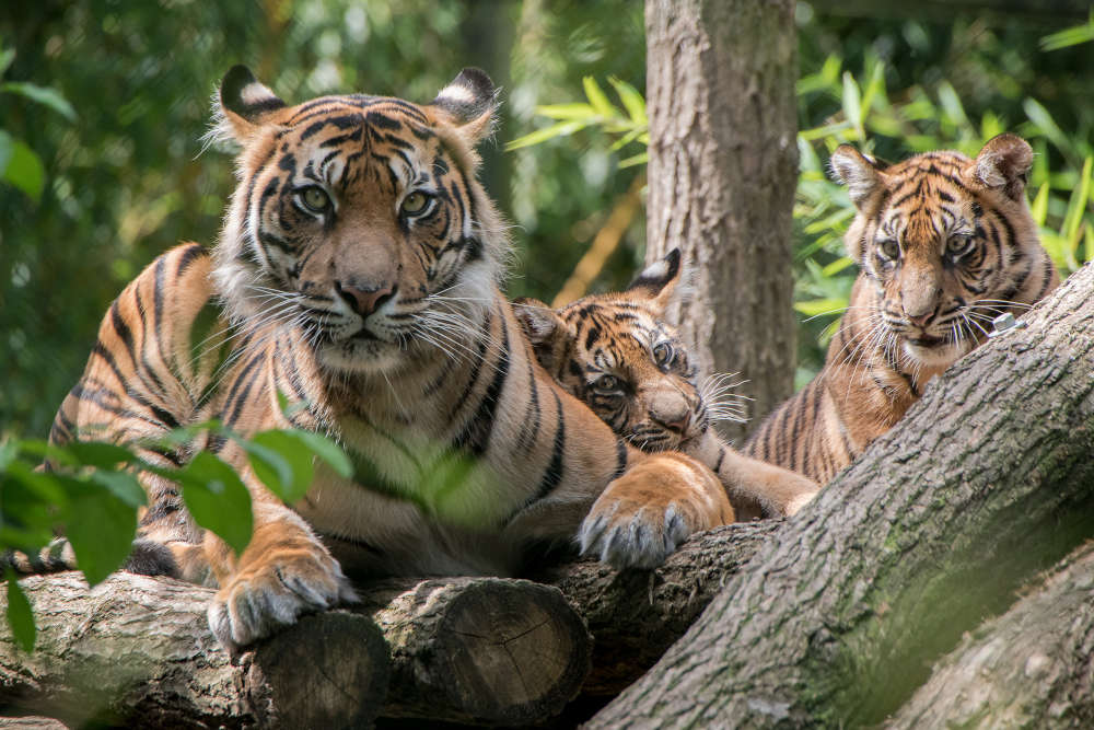 Schmusen mit Tiger-Mutter Karis gehört dazu. (Foto: Susi Fischer/Zoo Heidelberg)