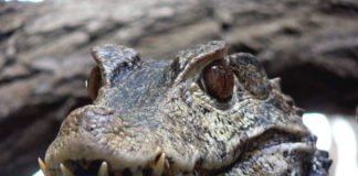 Das Krokodil ist das aktuelle „Zootier des Jahres“; im Zoo Landau leben Brauen-Glattstirnkaimane. (Foto: Zoo Landau)