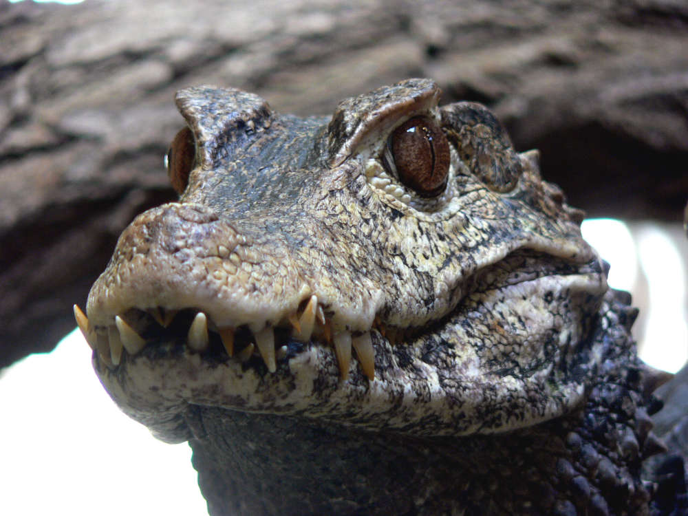 Das Krokodil ist das aktuelle „Zootier des Jahres“; im Zoo Landau leben Brauen-Glattstirnkaimane. (Foto: Zoo Landau)