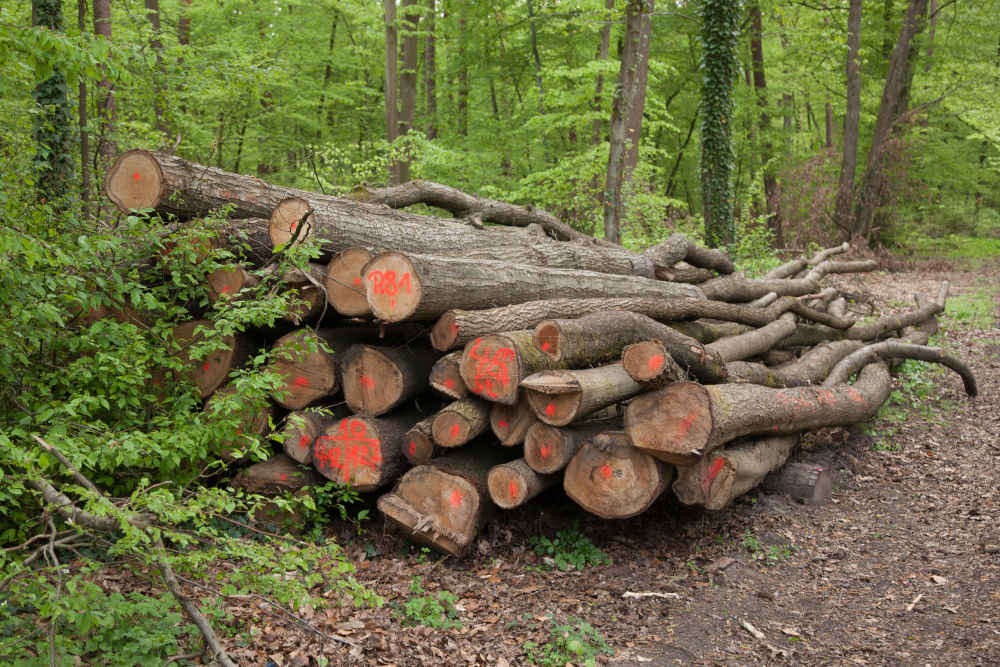Gemischtes Brennholzpolter aus verschiedenen Laubbaumarten. Dieses Holz kann am Waldweg von Brennholzkunden aufgearbeitet werden (Foto: Landratsamt Rhein-Neckar-Kreis)