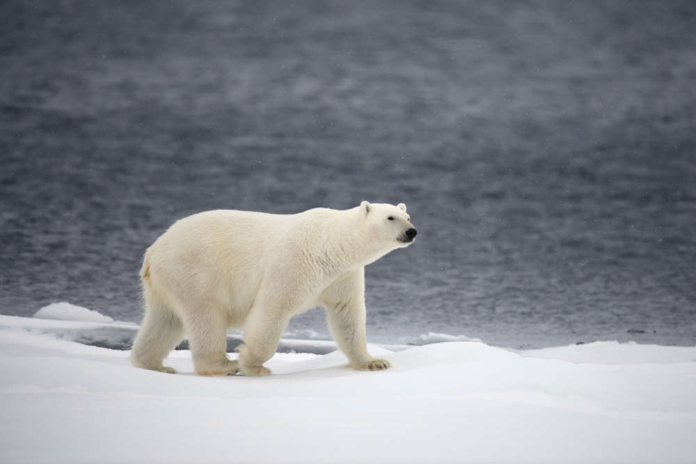 Eisbär (Foto: Markus Mauthe / Greenpeace)