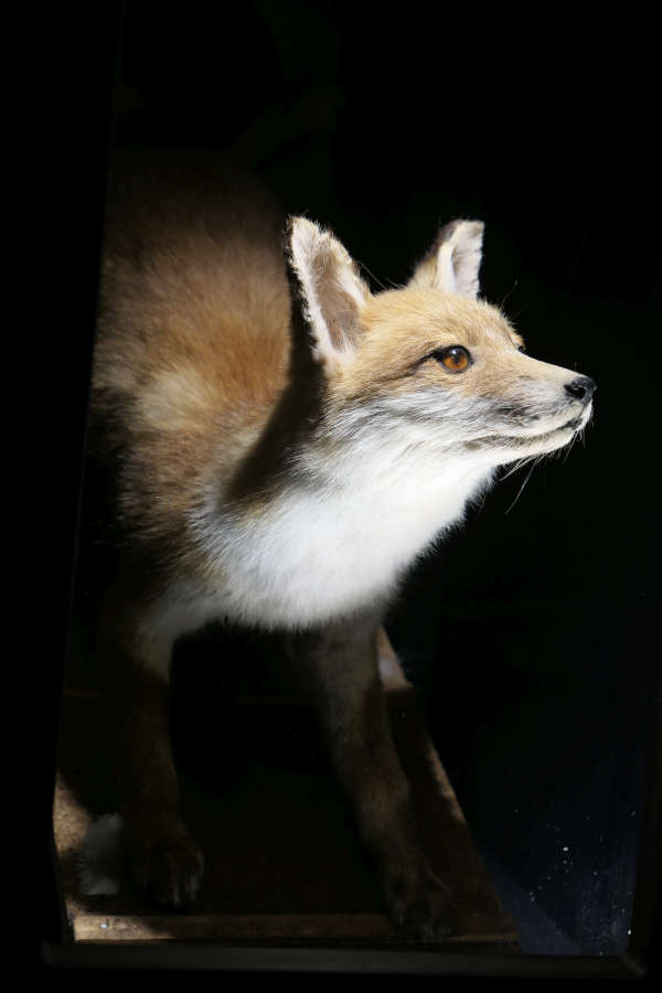 Auch der Fuchs besucht die Schummerstunde (Foto: Pfalzmuseum für Naturkunde)
