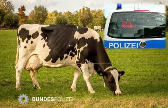 Kuh-bitte-folgen