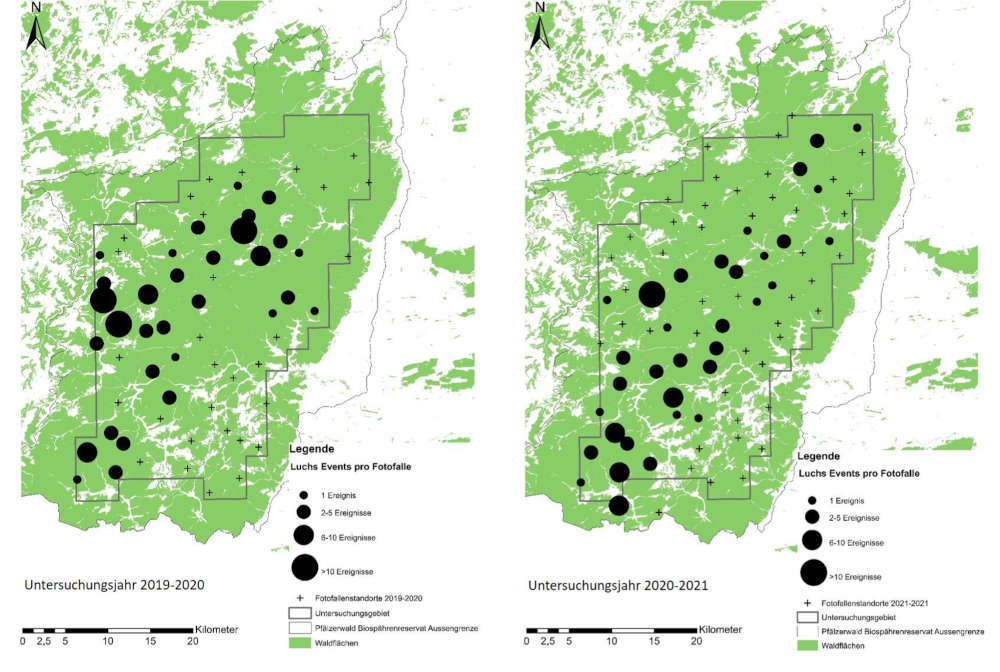 Überblick über die Fotofallen-Standorte des ersten (Winter 2019/20 links) und zweiten Durchgangs (Winter 2020/21 rechts). Standorte, an denen Luchse fotografiert wurden, sind je nach Häufigkeit mit unterschiedlich großen Kreis versehen. Alle anderen Standorte ohne Luchs- aber anderen Wildtieraufnahmen, sind mit einem kleinen Kreuz gekennzeichnet. (Quelle: FAWF)