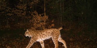 Erfolgreicher Generationswechsel: Luchs Filou war zusammen mit seinem Bruder Palu in 2017 nach langer Zeit wieder der erste frei geborene Luchs in Rheinland-Pfalz. Mittlerweile ist er zu einem stattlichen Kuder herangewachsen und durchstreift große Teile des Pfälzerwaldes. Er wurde durch das systematische Fotofallenmonitoring im Untersuchungsjahr 2019/20 15mal und im Untersuchungsjahr 2020/21 sogar 22mal von den Fotofallen der Forschungsanstalt für Waldökologie und Forstwirtschaft (FAWF) erfasst. Dieses Bild stammt aus dem Februar 2021. (© FAWF)