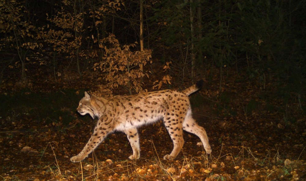 Erfolgreicher Generationswechsel: Luchs Filou war zusammen mit seinem Bruder Palu in 2017 nach langer Zeit wieder der erste frei geborene Luchs in Rheinland-Pfalz. Mittlerweile ist er zu einem stattlichen Kuder herangewachsen und durchstreift große Teile des Pfälzerwaldes. Er wurde durch das systematische Fotofallenmonitoring im Untersuchungsjahr 2019/20 15mal und im Untersuchungsjahr 2020/21 sogar 22mal von den Fotofallen der Forschungsanstalt für Waldökologie und Forstwirtschaft (FAWF) erfasst. Dieses Bild stammt aus dem Februar 2021. (© FAWF)