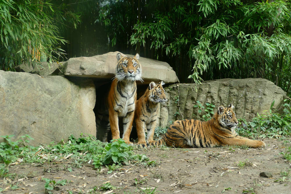 Die Jungen Sumatra-Tiger im Zoo Heidelberg entwickeln sich sehr gut, sind neugierig und fit. Neues Spielzeug wird genau unter die Lupe genommen. (Foto: Petra Medan/Zoo Heidelberg)
