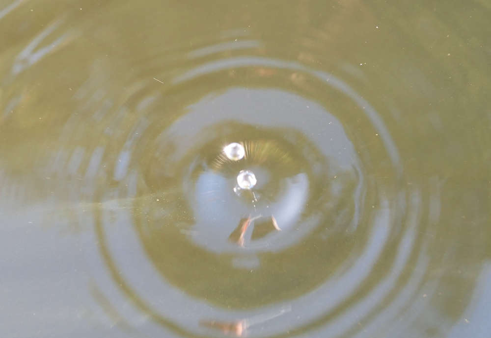 Wassertropfen (Foto: Pfalzmuseum für Naturkunde)