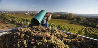 Die deutschen Weinerzeuger sind nach einem arbeitsreichen Jahr zufrieden mit den Weinqualitäten. (Foto: DWI)