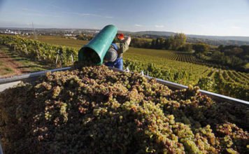 Die deutschen Weinerzeuger sind nach einem arbeitsreichen Jahr zufrieden mit den Weinqualitäten. (Foto: DWI)