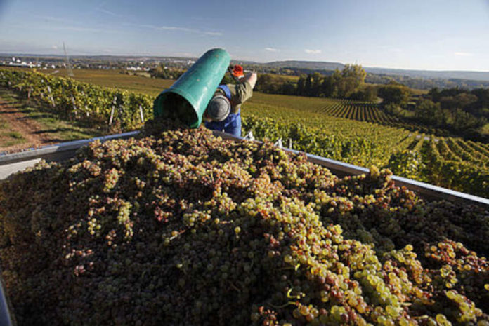 Die deutschen Weinerzeuger sind nach einem arbeitsreichen Jahr zufrieden mit den Weinqualitäten. (Foto: DWI)