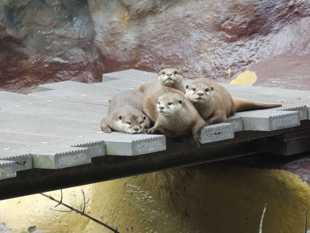 Zwergottergruppe (Foto: Zoo Landau)