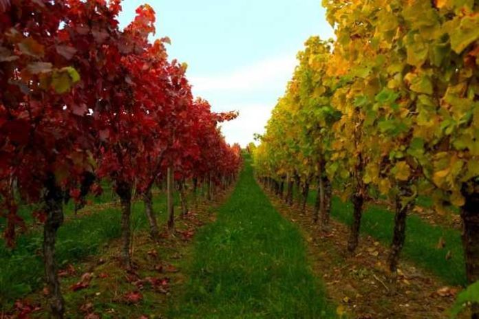 Symbolbild, Weinberg, Wingert © Holger Schue on Pixabay