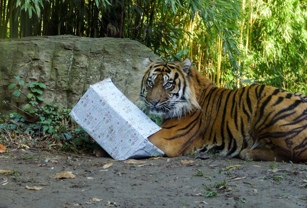 Weihnachtsgeschenke für die Zootiere: Für die Tiger steht beispielsweise eine Schubber-Bürste auf der tierischen Wunschliste Liste. Ob dieser Wunsch wohl in Erfüllung geht? (Foto: Heidrun Knigge/Zoo Heidelberg)