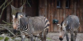 Die selten in Zoos gezeigten Hartmann-Bergzebras leben auf der Afrika-Anlage im Zoo Landau. (Quelle: Stadt Landau)