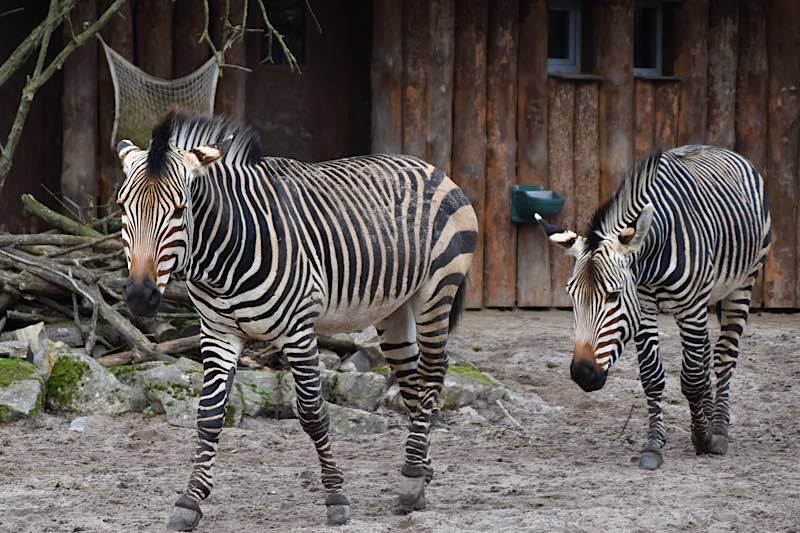 Die selten in Zoos gezeigten Hartmann-Bergzebras leben auf der Afrika-Anlage im Zoo Landau. (Quelle: Stadt Landau)