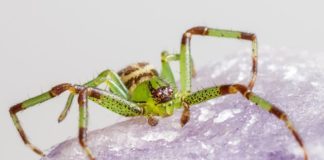 Symbolbild Spinne Große Krabbenspinne (Foto: Erik Karits)