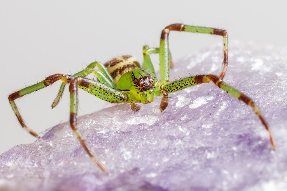 Symbolbild Spinne Große Krabbenspinne (Foto: Erik Karits)