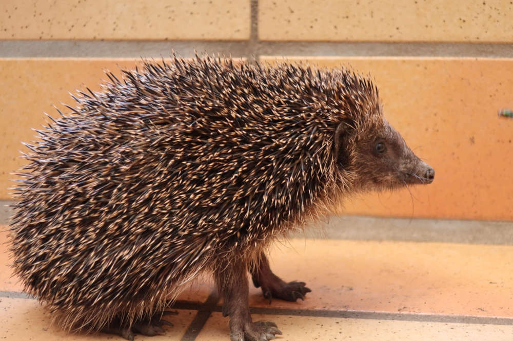 Igel (Foto: Sarah Kohl)