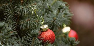 Symbolbild Tannenbaum (Foto: Pixabay/Tante Tati)