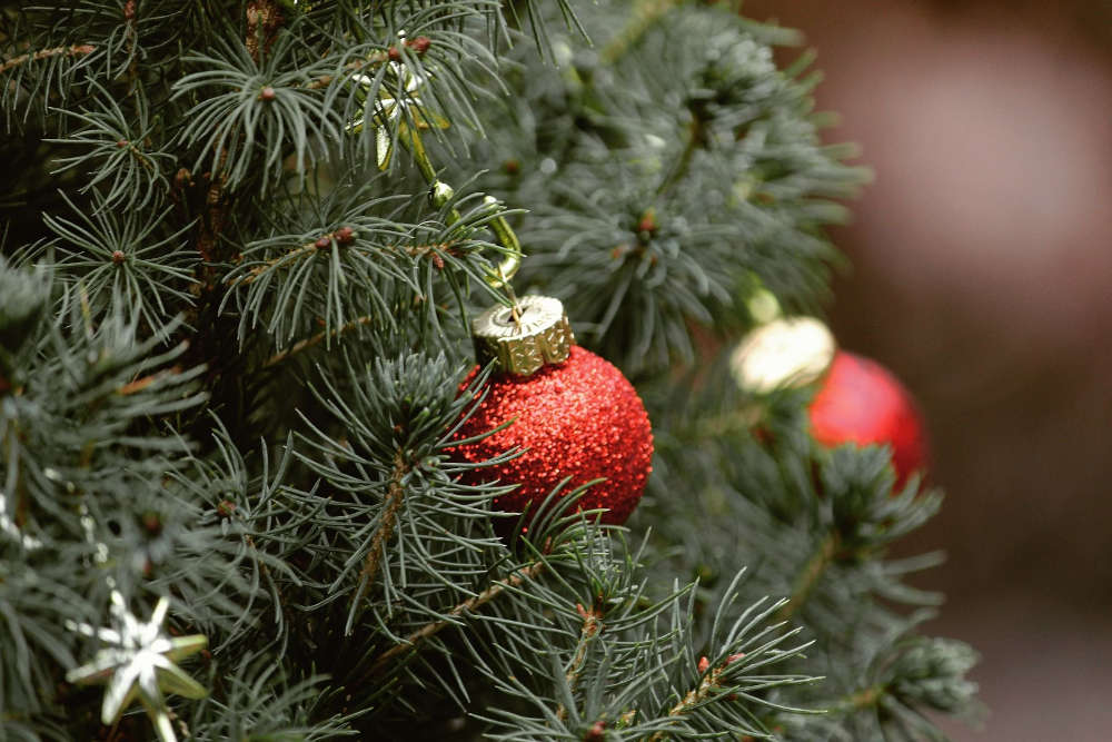 Symbolbild Tannenbaum (Foto: Pixabay/Tante Tati)