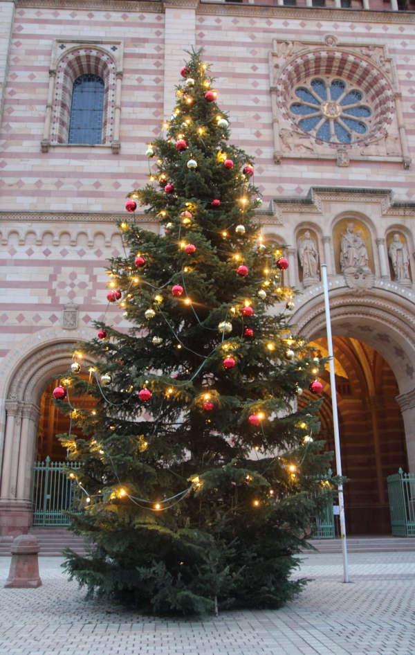Weihnachtsbaum vor dem Kaiserdom (Foto: Stadt Speyer)