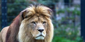 Wer den Zootieren einen Besuch abstatten möchte, muss beachten, dass ab dem 4.12. für den Zoobesuch die 2G+ Regel gilt. (Foto: Zoo Heidelberg)