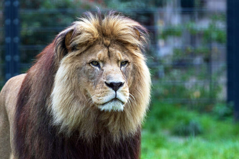 Wer den Zootieren einen Besuch abstatten möchte, muss beachten, dass ab dem 4.12. für den Zoobesuch die 2G+ Regel gilt. (Foto: Zoo Heidelberg)