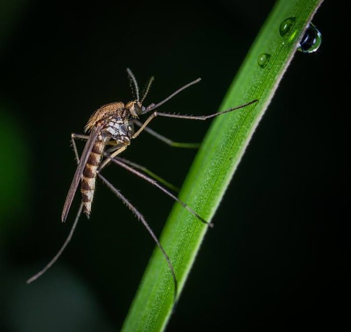 Stechmücken werden vom Menschen oft als Plagegeister wahrgenommen. (Foto: Pixabay)
