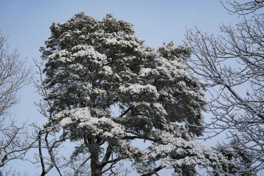 Der Winterwald zwischen Iggelbach und Johanniskreuz (Foto: Holger Knecht)