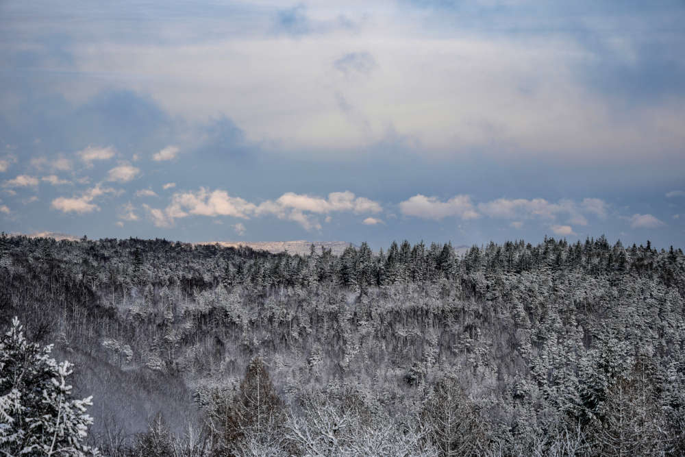 Der Winterwald zwischen Iggelbach und Johanniskreuz (Foto: Holger Knecht)