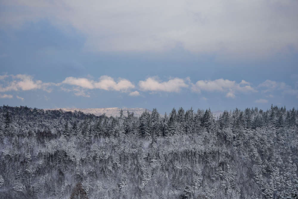 Der Winterwald zwischen Iggelbach und Johanniskreuz (Foto: Holger Knecht)