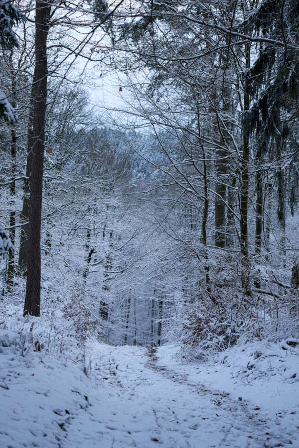 Der Winterwald zwischen Iggelbach und Johanniskreuz (Foto: Holger Knecht)