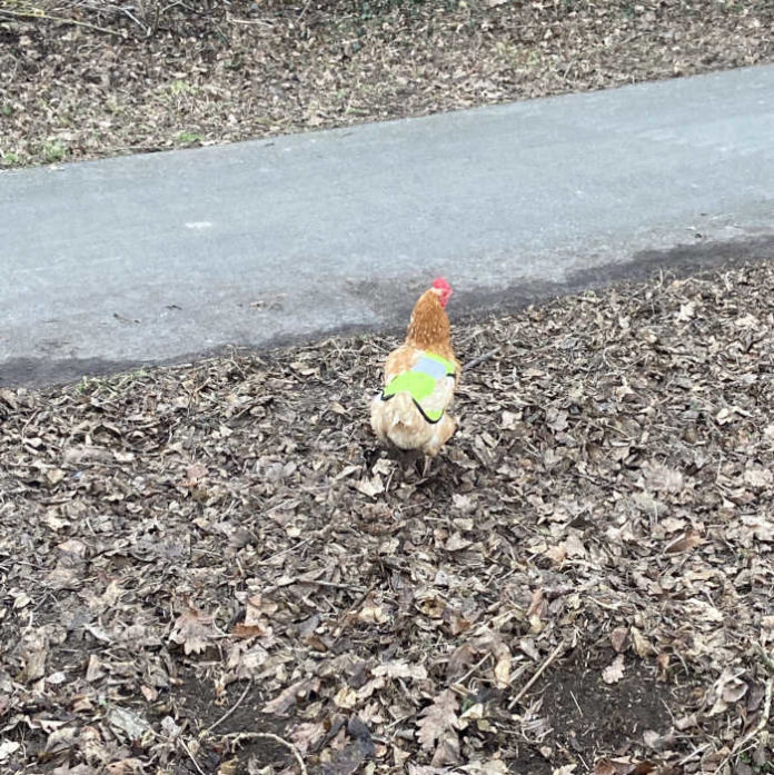 Huhn mit Weste (Foto: Polizei RLP)