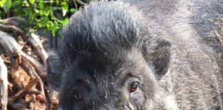 Die in der Natur seltenen Visayas-Pustelschweine gehören, wie Keiler CEBU, zu den Pfleglingen im Zoo Landau in der Pfalz (Foto: ZdJ)