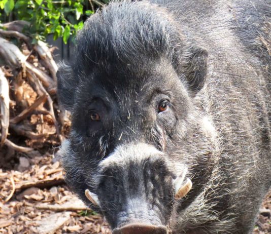 Die in der Natur seltenen Visayas-Pustelschweine gehören, wie Keiler CEBU, zu den Pfleglingen im Zoo Landau in der Pfalz (Foto: ZdJ)
