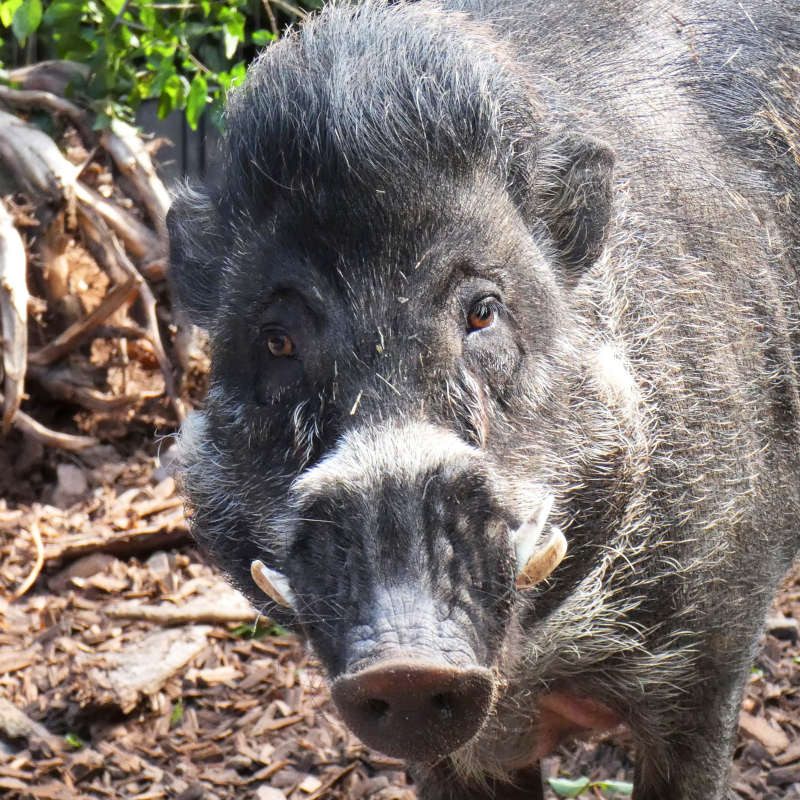 Die in der Natur seltenen Visayas-Pustelschweine gehören, wie Keiler CEBU, zu den Pfleglingen im Zoo Landau in der Pfalz (Foto: ZdJ)