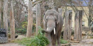 Die Vögel befinden sich aktuell hinter den Kulissen - Elefanten, Rhesusaffen oder Mähnenrobben sind jedoch wie gewohnt beim Zoobesuch zu sehen. Zudem gelten reduzierte Eintrittspreise während der Vogelgrippe-Schutzmaßnahmen. (Foto: Petra Medan/Zoo Heidelberg)