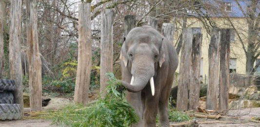 Die Vögel befinden sich aktuell hinter den Kulissen - Elefanten, Rhesusaffen oder Mähnenrobben sind jedoch wie gewohnt beim Zoobesuch zu sehen. Zudem gelten reduzierte Eintrittspreise während der Vogelgrippe-Schutzmaßnahmen. (Foto: Petra Medan/Zoo Heidelberg)