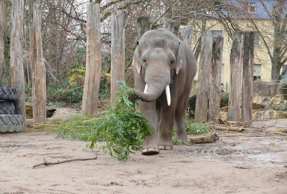 Die Vögel befinden sich aktuell hinter den Kulissen - Elefanten, Rhesusaffen oder Mähnenrobben sind jedoch wie gewohnt beim Zoobesuch zu sehen. Zudem gelten reduzierte Eintrittspreise während der Vogelgrippe-Schutzmaßnahmen. (Foto: Petra Medan/Zoo Heidelberg)