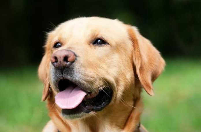 Symbolbild Labrador © Chiemsee2016 on Pixabay