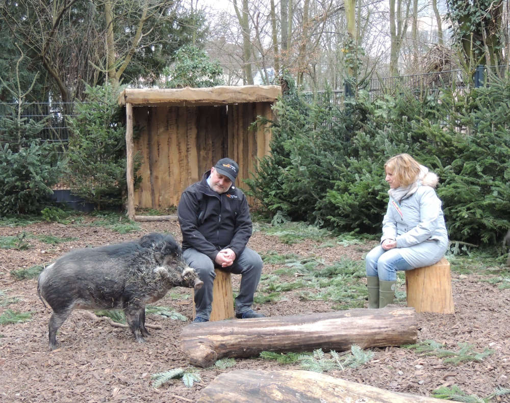 Staatsministerin Eder und Zoodirektor Dr. Heckel auf Tuchfühlung mit dem Zootier des Jahres, Visayas-Pustelschwein-Keiler CEBU, im Gehege im Zoo Landau. (Foto: Zoo Landau)