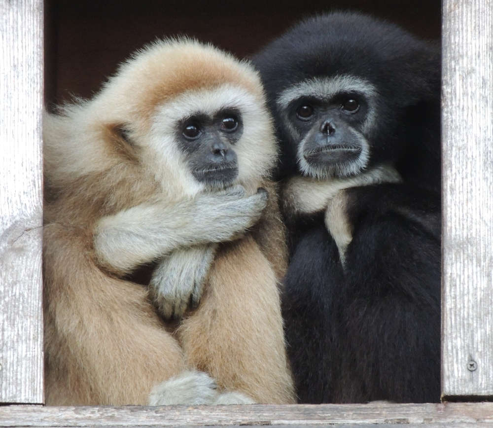 Affen (Foto: Zoo Landau)