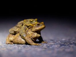 Vorsicht auf den Straßen: In Kürze beginnt auch in Heidelberg wieder die Amphibienwanderung. (Foto: Wilfried Münster)