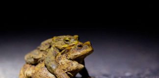 Vorsicht auf den Straßen: In Kürze beginnt auch in Heidelberg wieder die Amphibienwanderung. (Foto: Wilfried Münster)