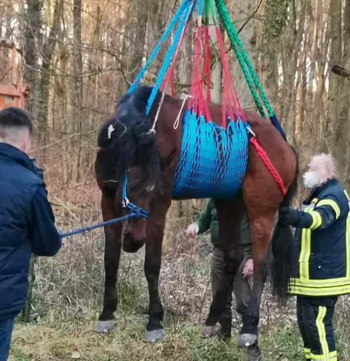 Gerettetes Pferd am Kran