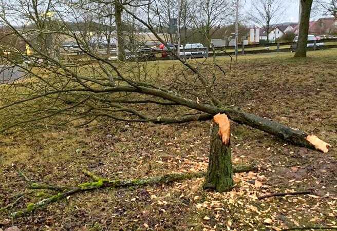 beschädigter Baum