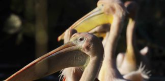 Ein verstorbenes Tier gilt derzeit als Verdachtsfall für die Geflügelpest. (Foto: Ida Jaag/Zoo Karlsruhe)